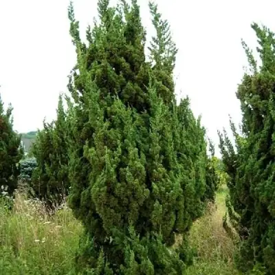 Можжевельник КАЙЗУКА китайский в Горках