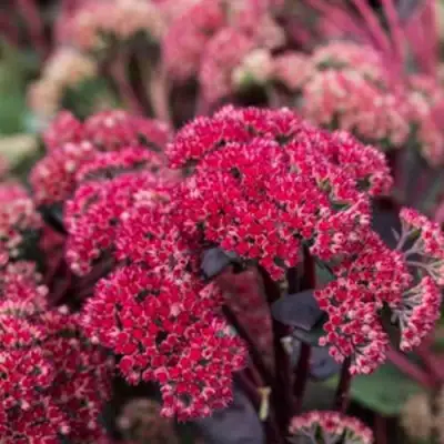 Очиток (седум) РЕД КАУЛИ в Горках