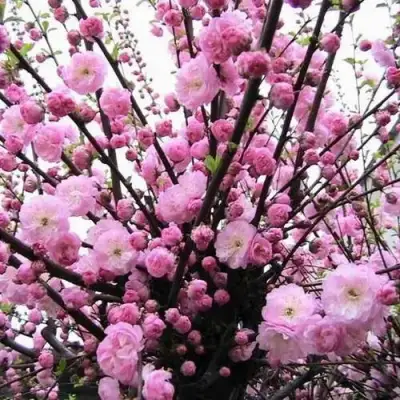 Миндаль ТРЁХЛОПАСТНЫЙ (луизеания) в Горках