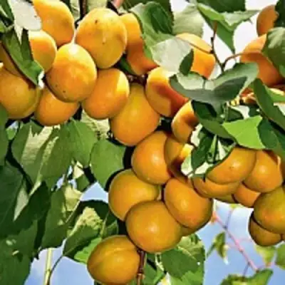 Абрикос БРЯНСКИЙ РАННИЙ в Горках