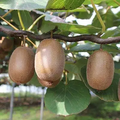 Актинидия ЗАКАРПАТЬЕ киви в Горках