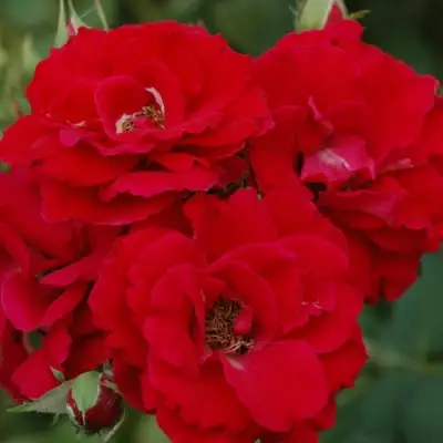 Роза ЧАМПЛЕЙН флорибунда в Горках