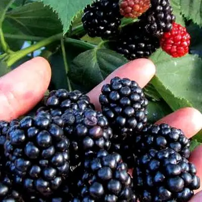 Ежевика ЭВЕРГРИН бесшипная  в Горках