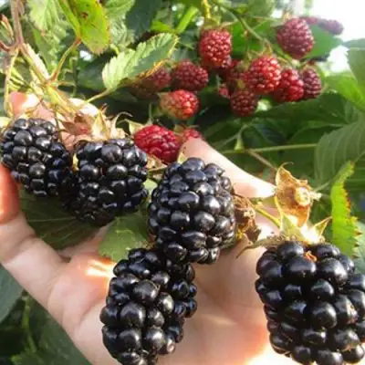 Ежевика НАВАХО бесшипная  в Горках