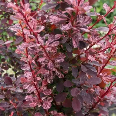 Барбарис РОУЗ ГЛОУ тунберга в Горках