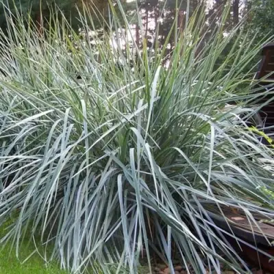 Элимус БЛЮ ДЮН песчаный в Горках