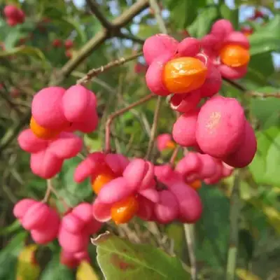 Бересклет ЕВРОПЕЙСКИЙ в Горках