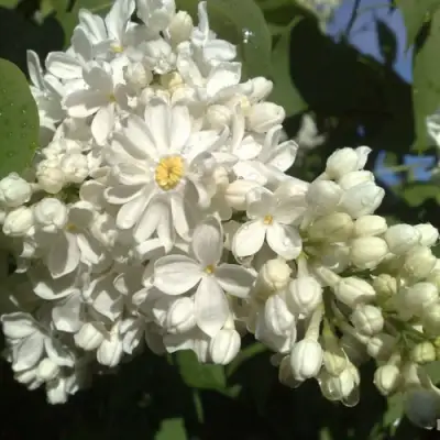 Сирень РОЧЕСТЕР в Горках