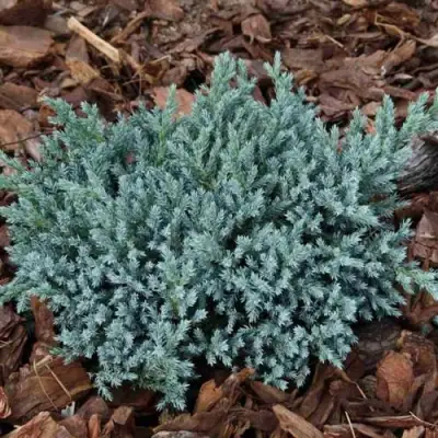 Можжевельник БЛЮ СПАЙДЕР чешуйчатый в Горках