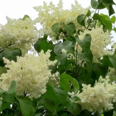 Сирень АМУРСКАЯ в Горках