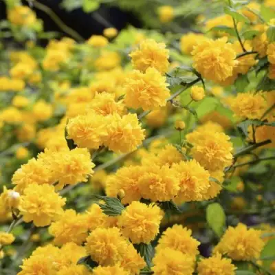 Керрия японская АУРЕОВАРИЕГАТТА в Горках