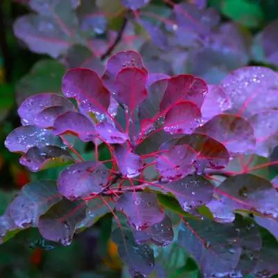 Скумпия ГРЕЙС в Горках