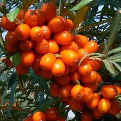 Облепиха ПЛАМЕННАЯ в Горках