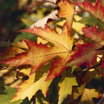 Клен серебристый в Горках