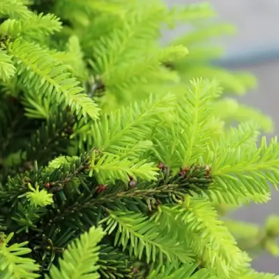 Ель НИДИФОРМИС обыкновенная в Горках