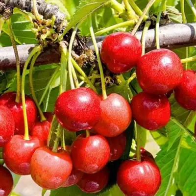 Черешня БЮТТНЕРА КРАСНАЯ в Горках