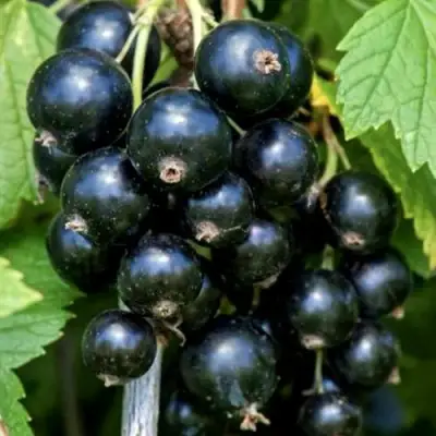 Смородина чёрная СЕЛЕЧЕНСКАЯ в Горках