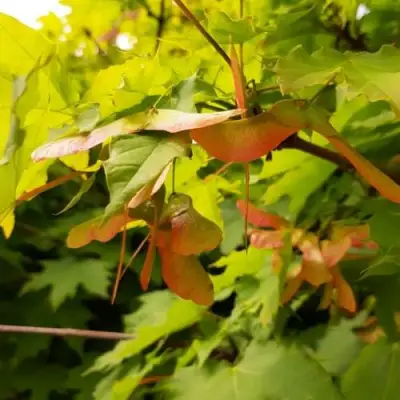 Клен ложноплатановый в Горках