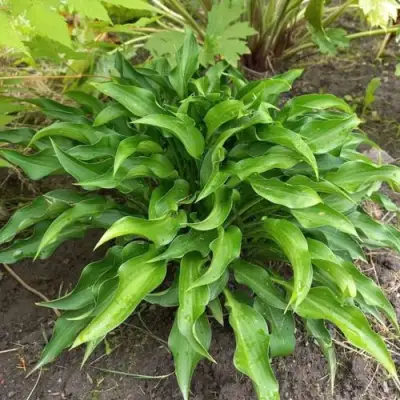 Хоста ГАРРИ ВАН ТРИЕР в Горках