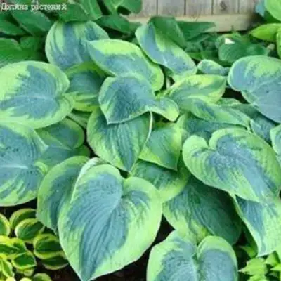 Хоста ТОКУДАМА ФЛАВОЦИРЦИНАЛИС гибридная в Горках