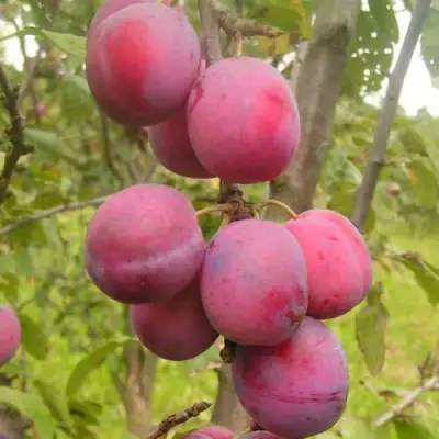 Слива ЭДИНБУРГСКАЯ в Горках