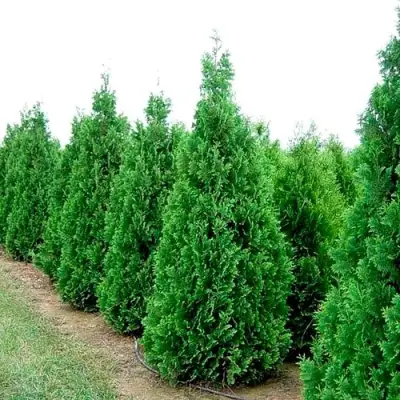 Туя СПИРАЛИС западная в Горках
