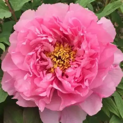 Пион РОЗОВЫЙ ЛОТОС древовидный в Горках