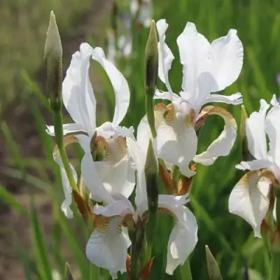 Ирис АЛЬБА сибирский в Горках
