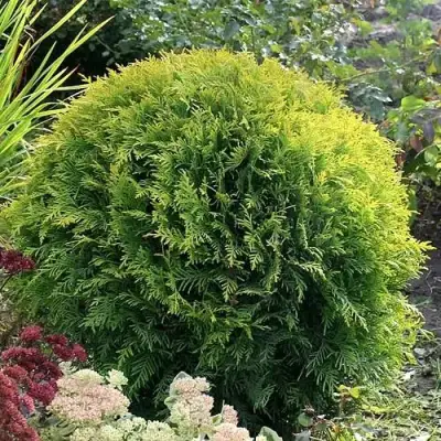 Туя ЕЛЛОУ ГЛОБ западная в Горках