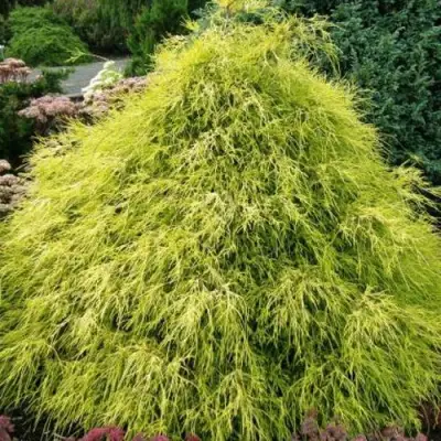 Кипарисовик ФИЛИФЕРА АУРЕА горохоплодный в Горках