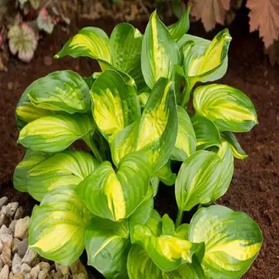 Хоста ЭМЕРАЛЬД ЧАРДЖЕР гибридная в Горках