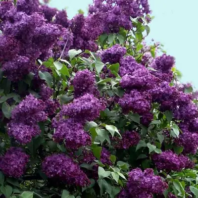 Сирень ИНДИЯ в Горках