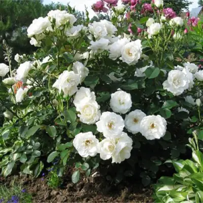 Роза АЛАБАСТЕР флорибунда в Горках