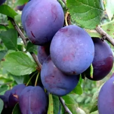 Слива ПЕРДРИГОН в Горках