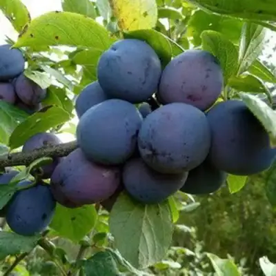 Слива КРОМАНЬ в Горках