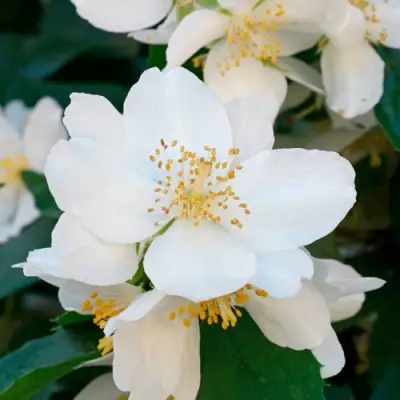 Жасмин ЮСТИНКА в Горках