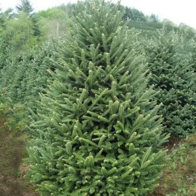 Пихта ФРАЗЕРА в Горках