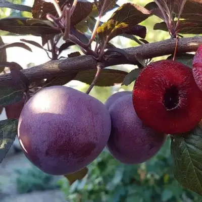 Слива ПАННА в Горках