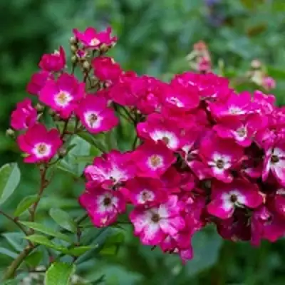 саженцы розы МАРДЖОРИ ФЕЙР