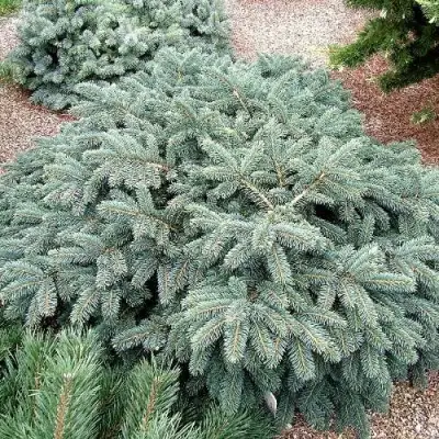 Ель НАНА сизая в Горках