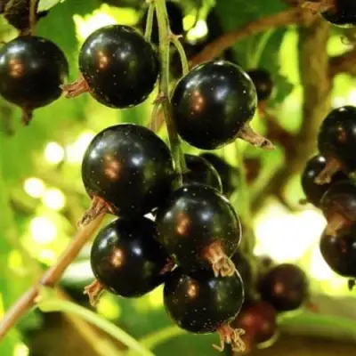 Смородина чёрная НАРА в Горках