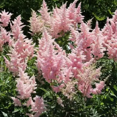 Астильба ГЛИТТЕР ЭНД ГЛАМУР китайская в Горках