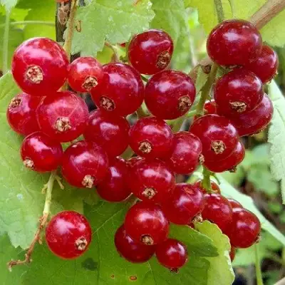 Смородина красная РОНДОМ в Горках