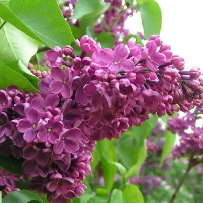 Сирень ДЕНЬ ПОБЕДЫ в Горках