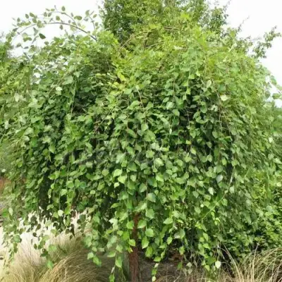 Береза САММЕР КАСКАД черная в Горках