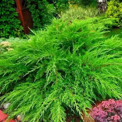 Можжевельник МИНТ ДЖУЛЕП средний в Горках