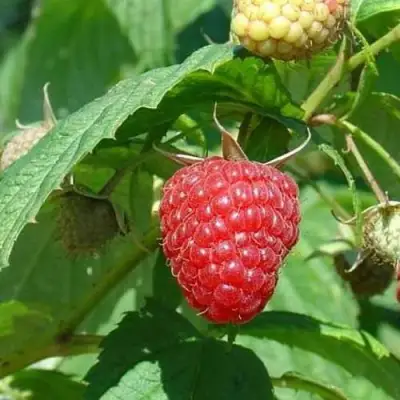 Малина КВЕЛЛИ в Горках