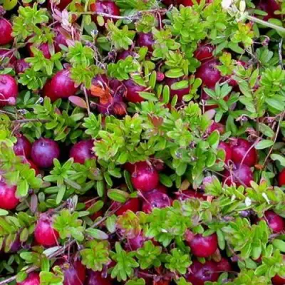 Клюква ПИЛИГРИМ в Горках