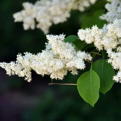 Сирень АМУРСКАЯ в Горках