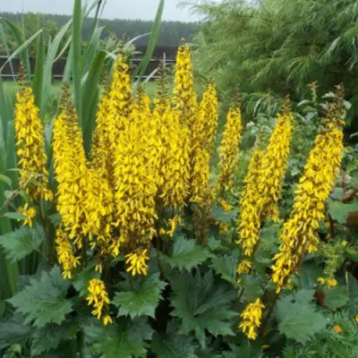 Бузульник ПРЖЕВАЛЬСКОГО в Горках